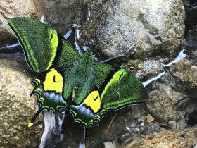 惊艳!“蝶中皇后”金斑喙凤蝶现身